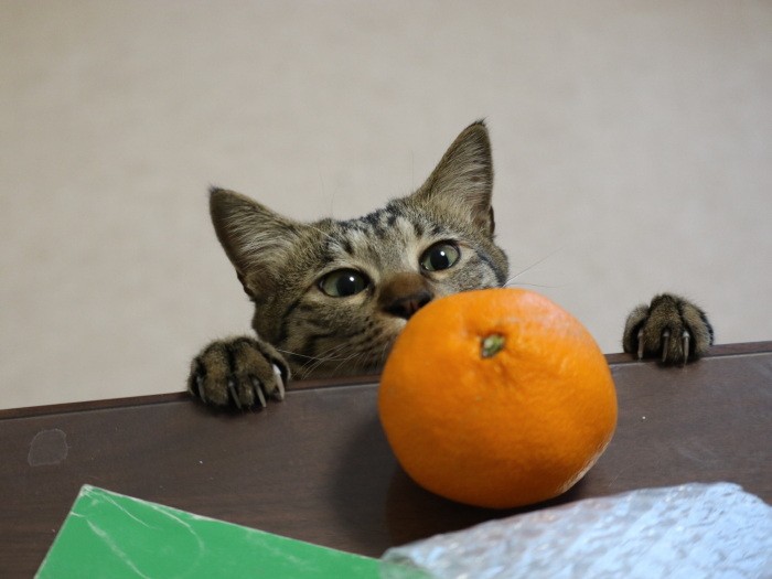 「これなに？」みかんが気になるゆず、お手々がカワイイ（石川さん提供）