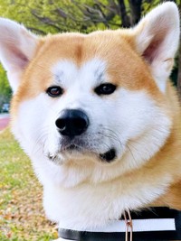 男の子っぽく凛々しい顔つきが素敵なあさひくん（画像提供：秋田犬あさひ akitainu asahiさん）