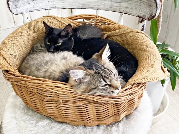 仲良くカゴの中でくつろぐ（奥）ジジちゃん（手前）同居猫・ルナちゃん（画像提供：なちゅふぉとさん）