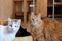 新玉旅館で暮らす猫さんたち（「にゃんたまチャンネル」さん提供）