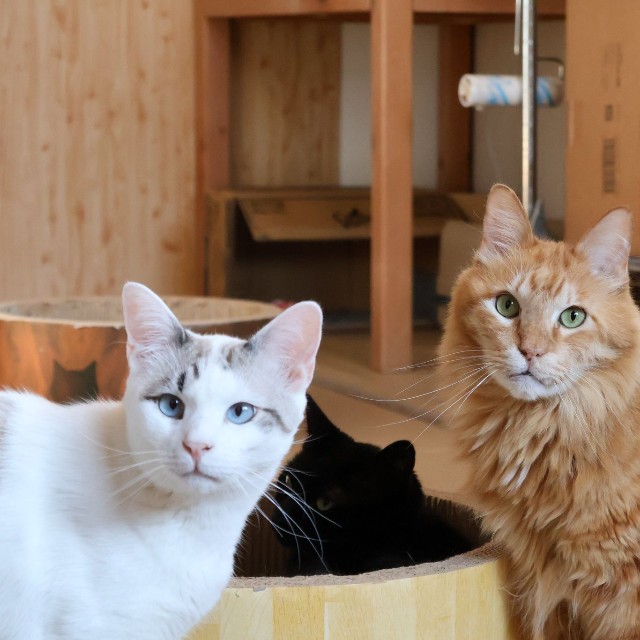 新玉旅館で暮らす猫さんたち（「にゃんたまチャンネル」さん提供）