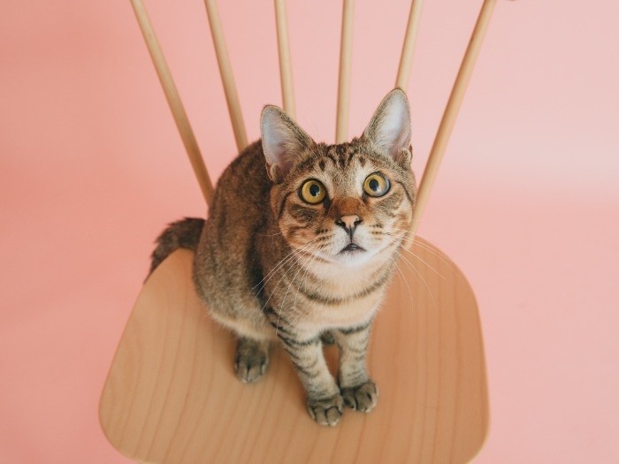 ふっくらとした「かい」。ただいま家族を募集中「よろしくね」