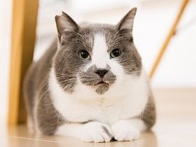 考えたくない愛猫くまおとの別れ　グリーフケアに出会った