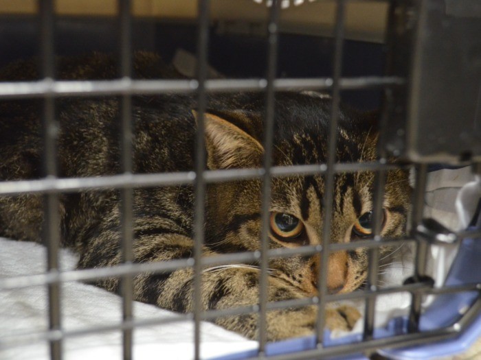 手術が終わった猫