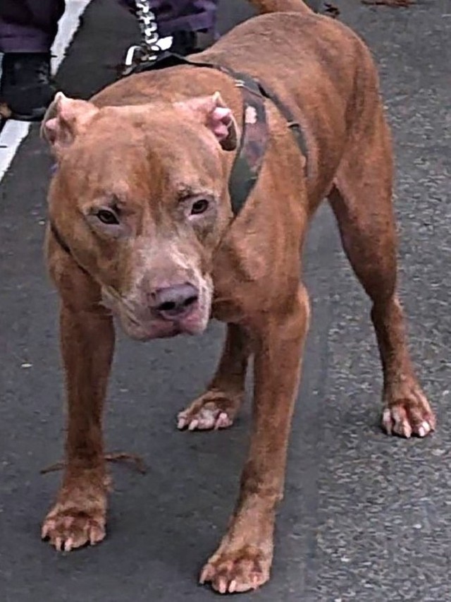 【ビフォー】保護直後のピットブルテリア（アメリカン・ピット・ブル・テリア）のオス、エースくん。両膝に疾患があり、「拒食状態」で被毛に艶がなく心を閉ざしてイライラしていた。そして今は……（画像提供：一般社団法人「ワニガメ生態研究所」）