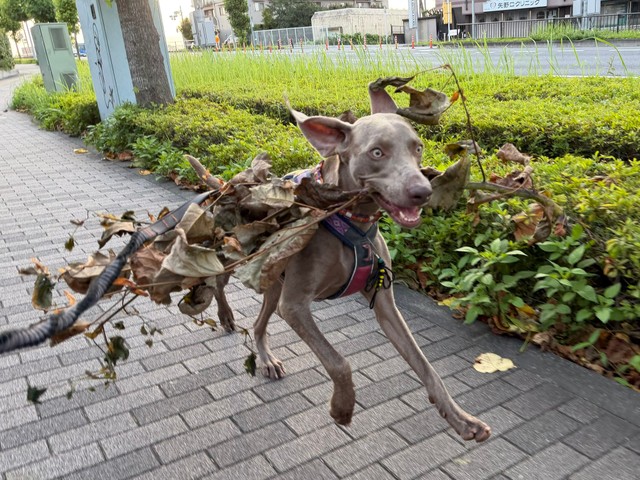 木の枝とともに爆走！（提供：ワイマラナーのエピ🐶さん）