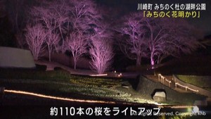 夜桜をライトアップ　「みちのく花明かり」　みちのく杜の湖畔公園　宮城・川崎町