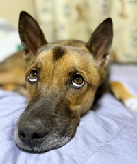 上目遣いがキュートーーおうちでくつろぐばつ丸くん（画像提供：あやさん）