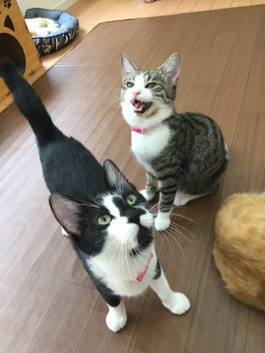 好奇心旺盛な、ちゃん（右）と星
