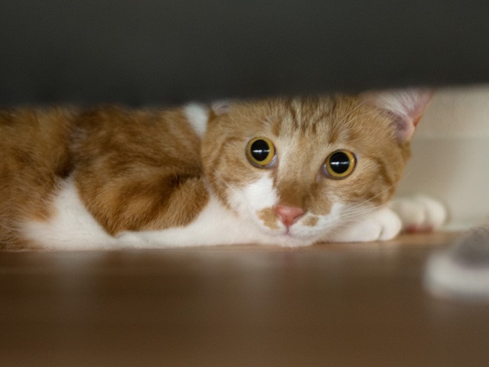 「やっとソファーの下に戻れた。りんの言う通りじっとしていればよかった」（小林写函撮影）