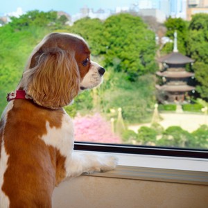 愛犬と過ごす“ワンダフル”なラグジュアリーホテル【Vol.02ホテル椿山荘東京】