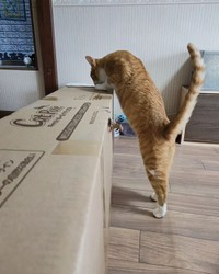 これ、何、何！？お誕生日プレゼントにワクワク＝tunakundayoさん提供