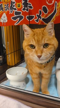 ケージにはのれんをつけて、屋台風にアレンジ