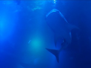 女子大生の世迷言