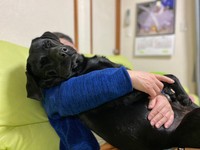 抱っこでうっとり＝黒ラブのエマさん（@emma_kurolab）提供