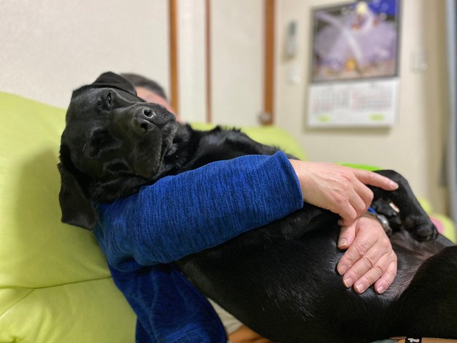 抱っこでうっとり＝黒ラブのエマさん（@emma_kurolab）提供