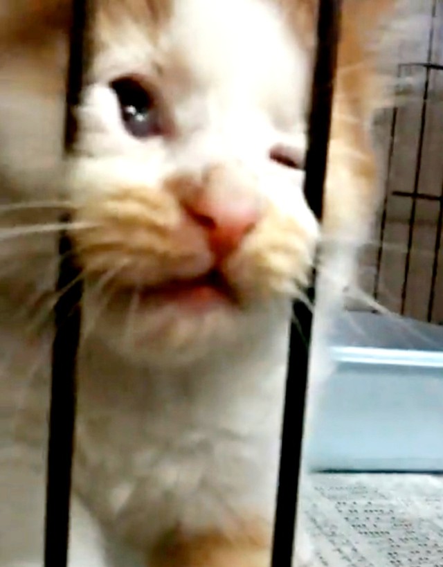 ケージから出ようとするノイくん（画像提供：ノイさん）