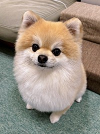 「猿期」を経て4歳に。被毛の色合いがガラッと変わったそるくん（画像提供：ぷりてぃーぬさん）