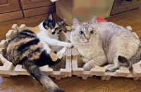 仲良く寄り添ってくつろぐももこちゃん（画像提供：ともねぇさん）