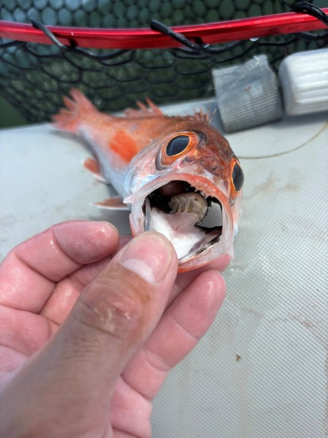 ノドグロの口から「コンニチワ！」 ※カジさん提供