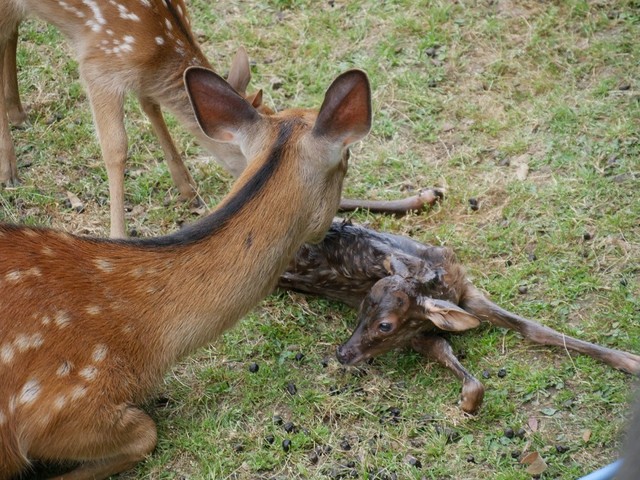 正真正銘の生まれたての子鹿。運が良ければ、こんな瞬間に遭遇できることも。