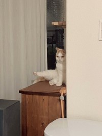 突然セクシーポーズをとるエキゾのおじゃるちゃん（提供：エキゾのおじゃるちゃん）