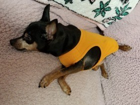 ある人の助言でついに…　愛犬ココとハンター、二匹だけの一夜