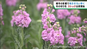 冬の切り花ストックの出荷が始まる　宮城・涌谷町