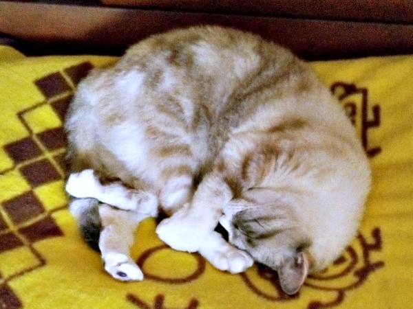 2025年10月26日、おやつを食べてお昼寝するテトちゃん（画像提供：テトにゃんさん）