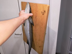 「え？貼れるの？」　家のあちこちに貼りつくコバンザメ、その吸着力に驚き