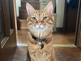 茶トラの「ぶんた」　父から愛されるように命名　