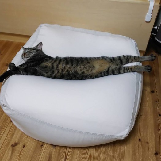 くつろぎ中の猫「ほたる」