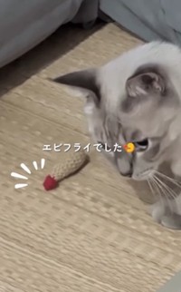 エビフライでした！（飼い主さん提供、Instagramよりキャプチャ撮影）