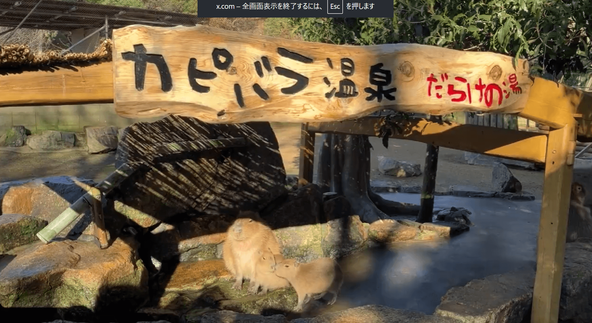 姫路セントラルパークでは毎年恒例のカピバラ温泉