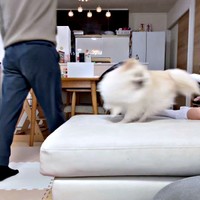 勢いよくクルッと回るおーちゃん（画像提供：ポメラニアンのにんじゃ家さん）