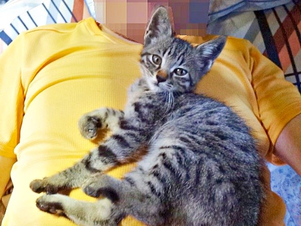 保護3日目、病院から帰るとお疲れモードになったキビくん（画像提供：やまざきうなむーさん）