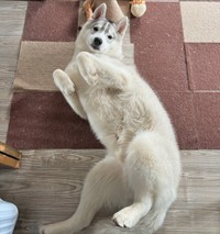 へそ天でのんびりとくつろぐ福丸くん（画像提供：ふくまる＋ぶな＝さん）