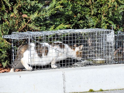 野良猫、にゃんとかしよう　ボランティア団体ら捕獲大作戦