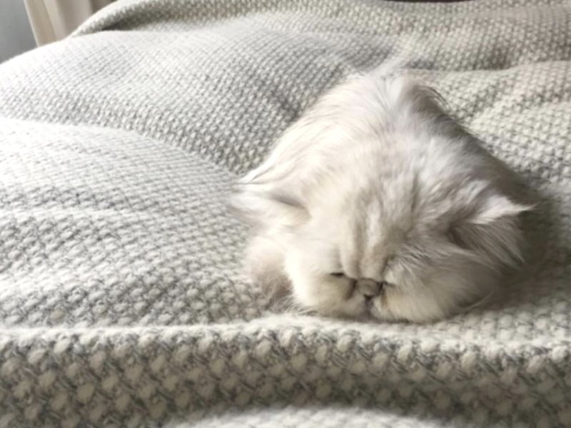 100％天然素材のペット用品「apollo and Char」（蚊取線香や衛生ケアなど扱うブランド)のパンフのモデルを務めるなこ（早坂さん提供）
