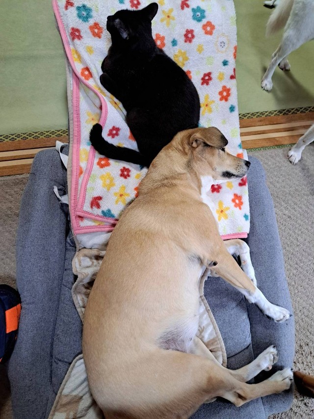 里親さんから送られてきた写真には、先住猫と寄り添って寝るモモちゃんの姿が…（「アニマルレスキューたんぽぽ」さん提供）