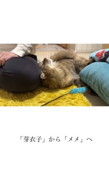 今は里親さんのもとで幸せにくらしています（「Reef Knot（リーフノット）」さん提供、Instagramよりキャプチャ撮影）