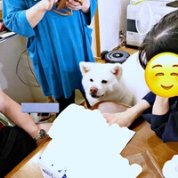 家族が集まると必ず参加するまゆちゃん（画像提供：秋田犬まゆさん）