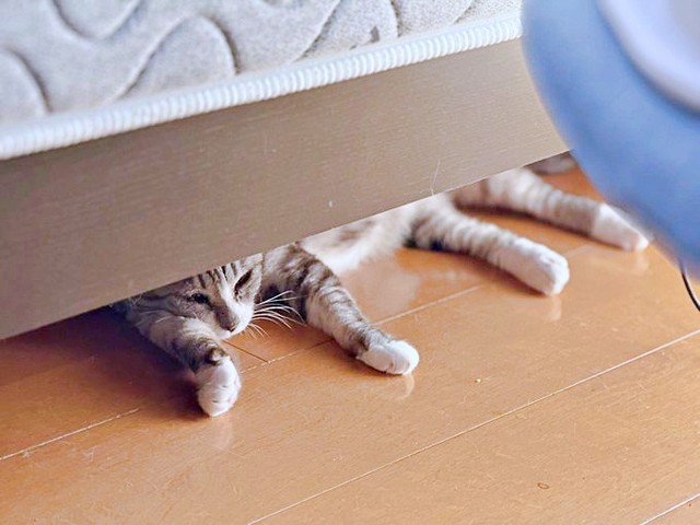 ベッドの下をのぞくと、オニャンコちゃんがくつろいでいました（画像提供：ちゅみさん）