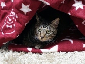 猫はこたつ大好き、でも注意も必要　では「猫用こたつ」は？
