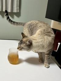 本当に猫が寄ってくる！