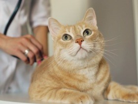 自宅でできる高齢猫（老猫）の４つの健康チェックと健康診断