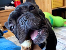 Stay Home！ ストレスはまめに発散 フレブル「想亮」