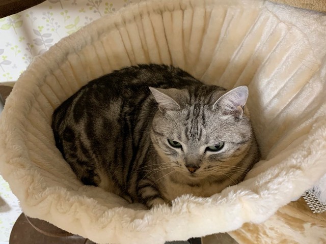 メンタル弱めのサスケくん＝みふゆ(三冬)さん（@mifuyu_916）提供