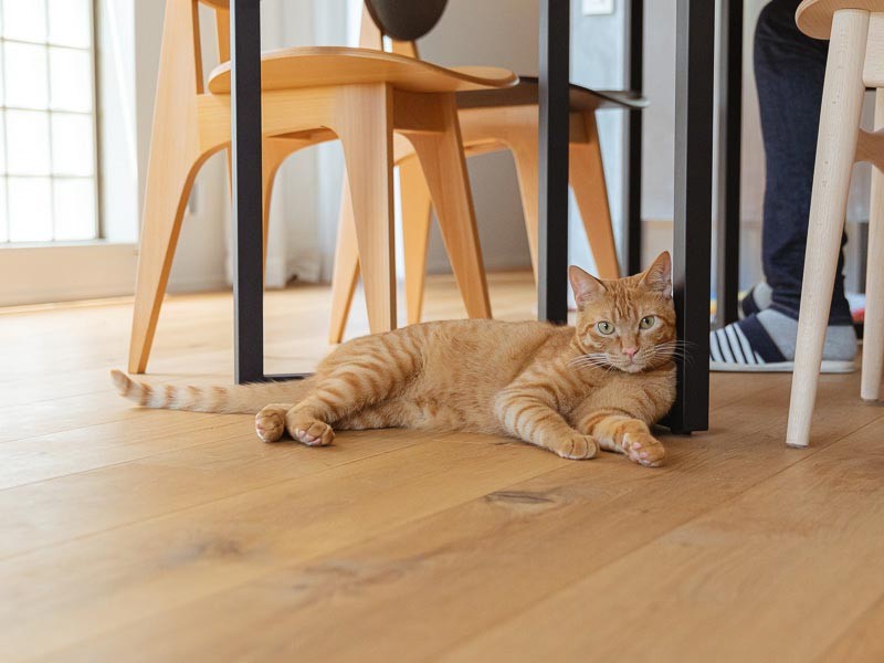 龍さんの足元で安心して、くつろぐ