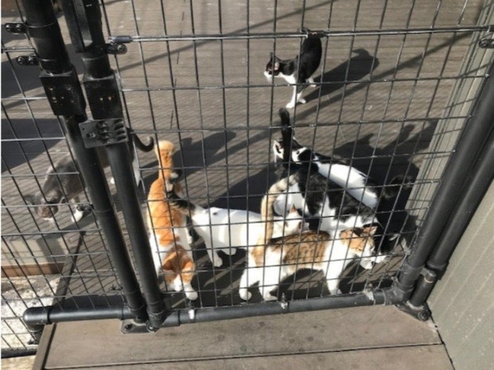 圧がすごい朝食待ちのニャンコ軍団